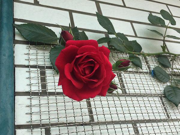1508585897324597.jpg 御用马车Parkdirektor Riggers