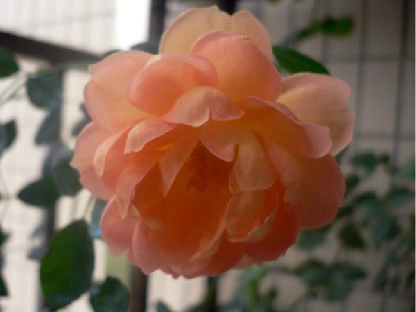 夏洛特夫人-藤本月季 夏洛特夫人Lady of Shalott