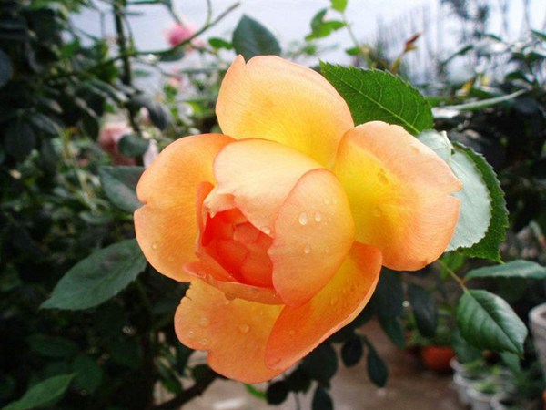 夏洛特夫人-藤本月季 夏洛特夫人Lady of Shalott