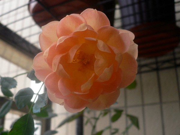 夏洛特夫人-藤本月季 夏洛特夫人Lady of Shalott