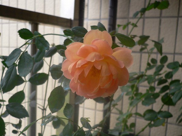 夏洛特夫人-藤本月季 夏洛特夫人Lady of Shalott