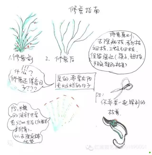 龙沙宝石的种植方法 龙沙宝石的种植方法