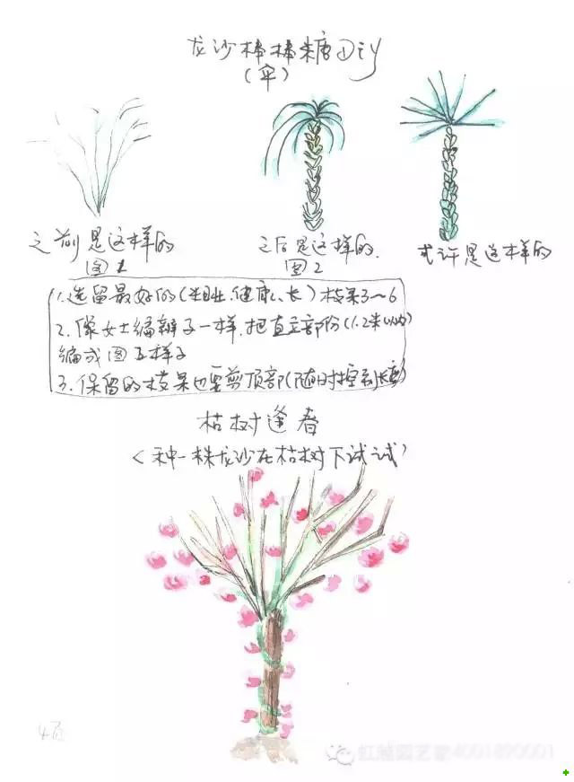 龙沙宝石的种植方法 龙沙宝石的种植方法