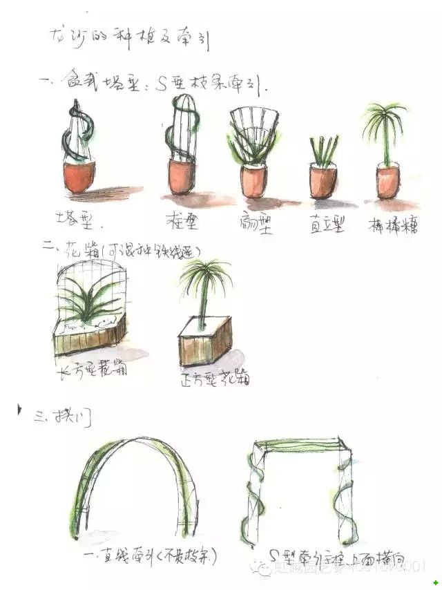 龙沙宝石的种植方法 龙沙宝石的种植方法