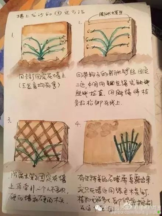 龙沙宝石的种植方法 龙沙宝石的种植方法