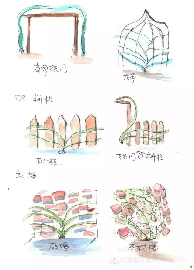 龙沙宝石的种植方法 龙沙宝石的种植方法