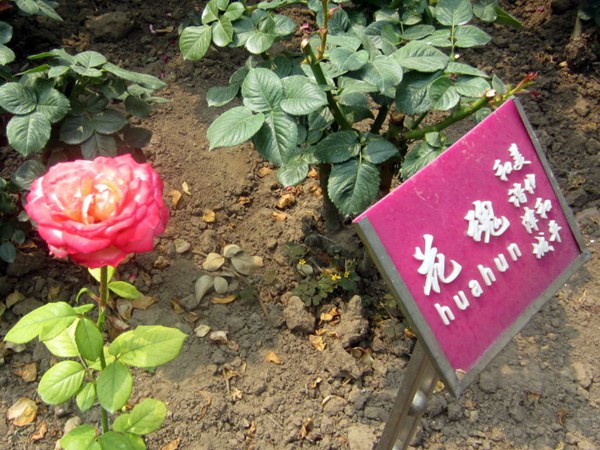 花魂/骑士精神 花魂/骑士精神