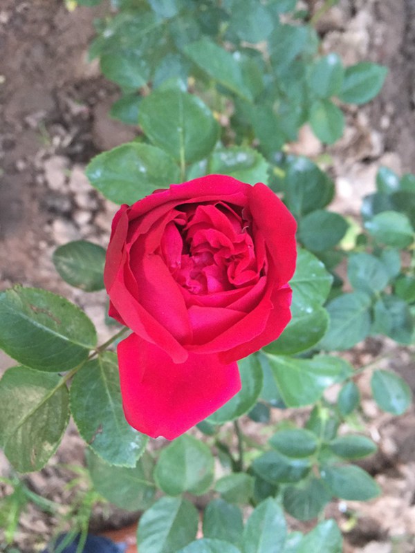 美翻了的龙沙宝石,种植方法分享 美翻了的龙沙宝石,种植方法分享