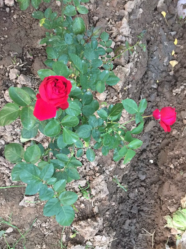 美翻了的龙沙宝石,种植方法分享 美翻了的龙沙宝石,种植方法分享