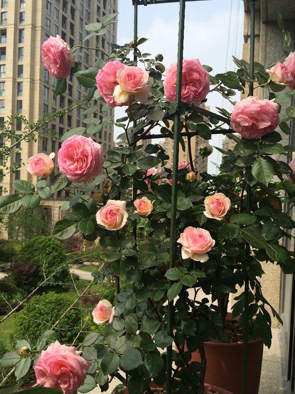 盆栽的龙沙宝石一样可以很出彩(多图分享) 盆栽的龙沙宝石一样可以很出彩(多图分享)