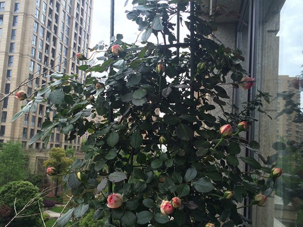 盆栽的龙沙宝石一样可以很出彩(多图分享) 盆栽的龙沙宝石一样可以很出彩(多图分享)