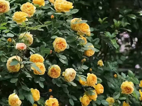 黄金庆黄-藤本月季 十大勤花爬藤月季排名