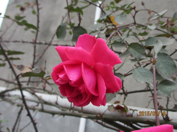 花友分享--大游行 花友分享--大游行