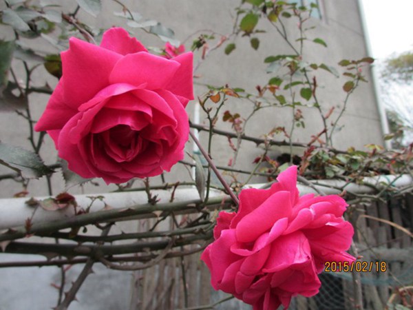花友分享--大游行 花友分享--大游行