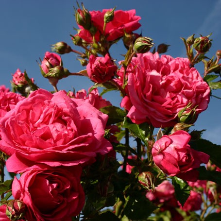 拉古纳(laguna rose)-藤本月季 拉古纳(laguna)