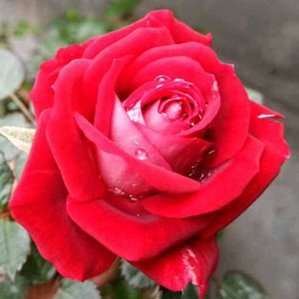 镜中花