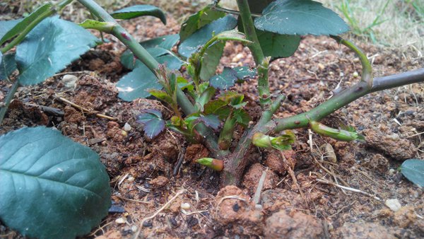 玛格丽特王妃花柱养成记 玛格丽特王妃花柱养成记