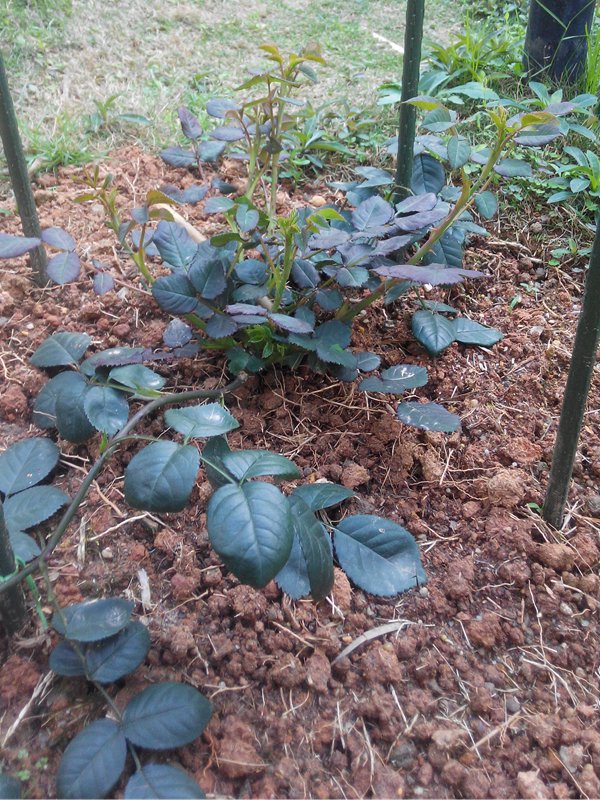玛格丽特王妃花柱养成记 玛格丽特王妃花柱养成记