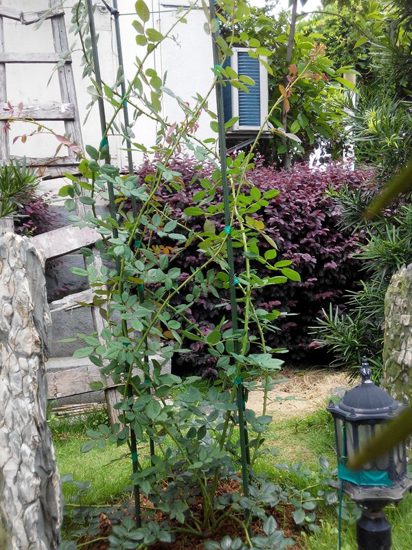 玛格丽特王妃花柱养成记 玛格丽特王妃花柱养成记