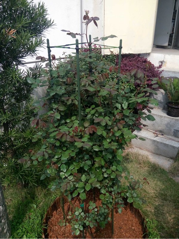 玛格丽特王妃花柱养成记 玛格丽特王妃花柱养成记