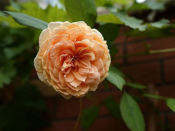 玛格丽特王妃-<a href=https://www.tengbenyueji.cn/roses/ target=_blank class=infotextkey>藤本月季</a> 玛格丽特王妃-藤本月季