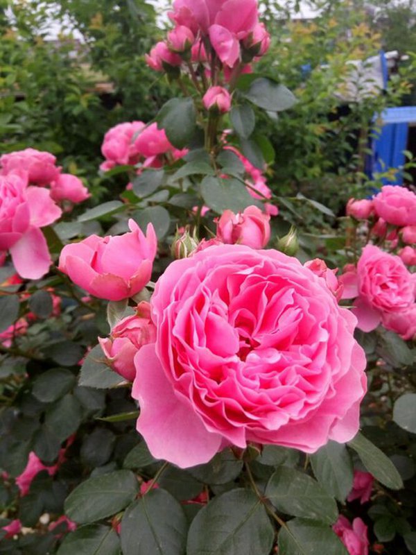 粉色达芬奇-藤本月季 十大勤花爬藤月季排名