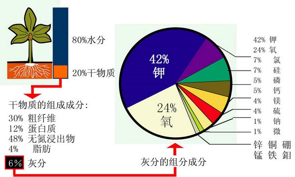 藤本月季对于各种元素的需求 藤本月季对于各种元素的需求