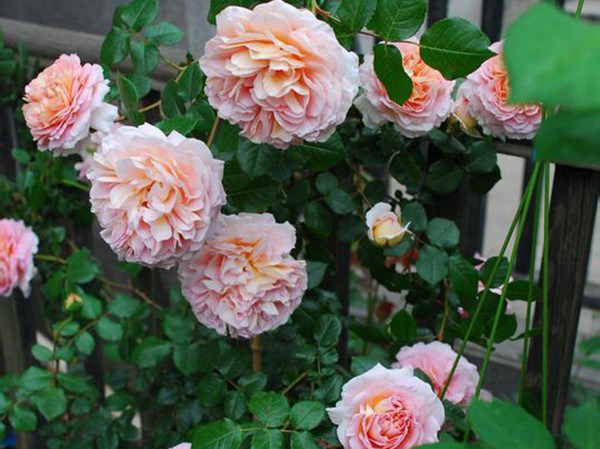 亚伯拉罕达比-藤本月季 亚伯拉罕·达比(Abraham Darby)