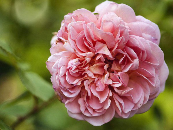 亚伯拉罕达比-藤本月季 亚伯拉罕·达比(Abraham Darby)