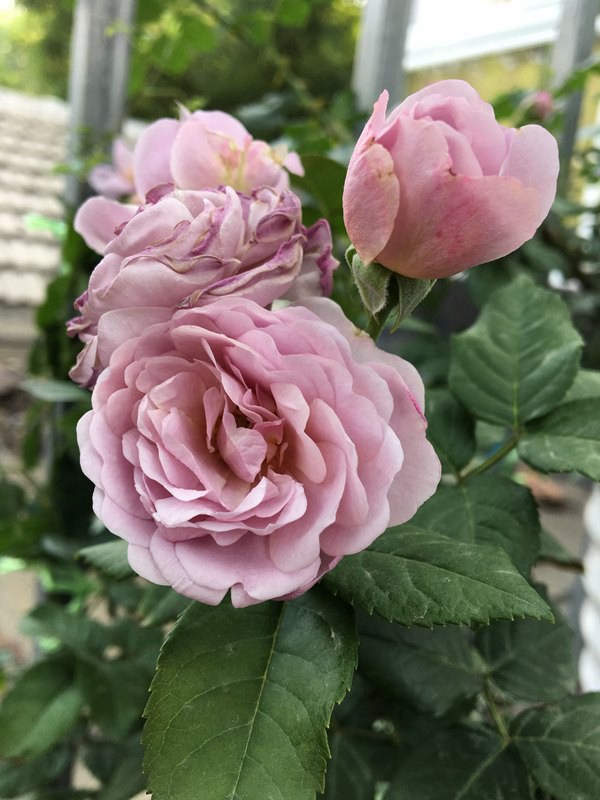 薰衣草花环-藤本月季 薰衣草花环(Lavender Flower Circus)