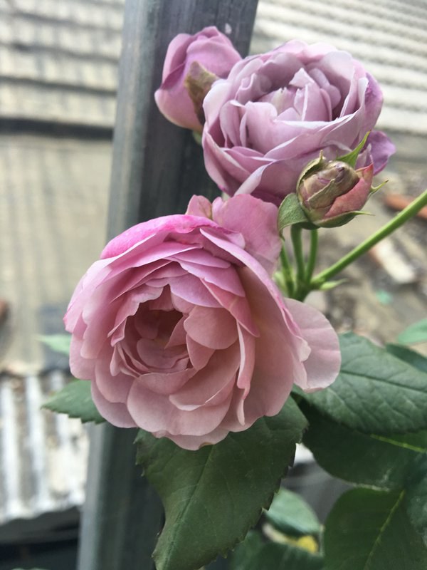 薰衣草花环-藤本月季 薰衣草花环(Lavender Flower Circus)