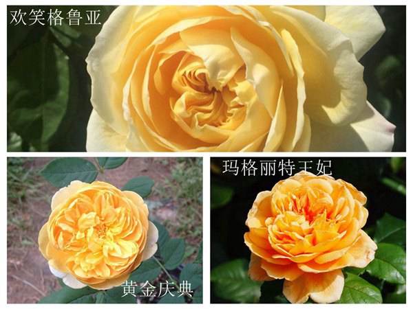黄金庆典、欢笑格鲁亚和玛格丽特王妃怎么区分 黄金庆典、欢笑格鲁亚和玛格丽特王妃怎么区分