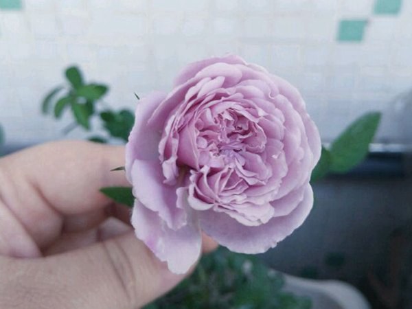蓝色阴雨 蓝色阴雨