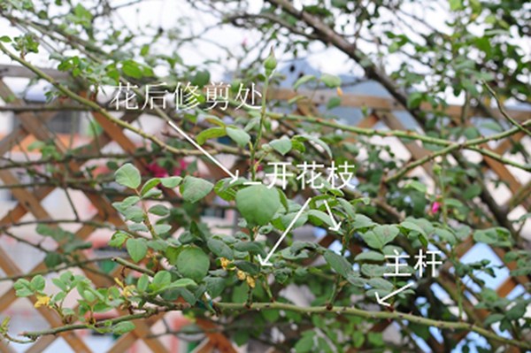 藤本月季如何修剪和牵引爬墙 藤本月季如何修剪和牵引爬墙