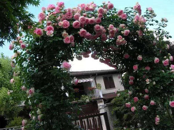 龙沙宝石 龙沙宝石