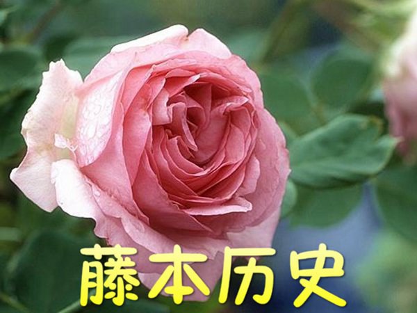 藤本历史-藤本月季 藤本历史Cl History