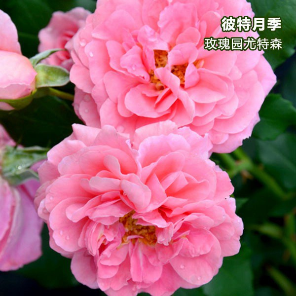 玫瑰园尤特森-藤本月季 玫瑰园尤特森(Uetersen)