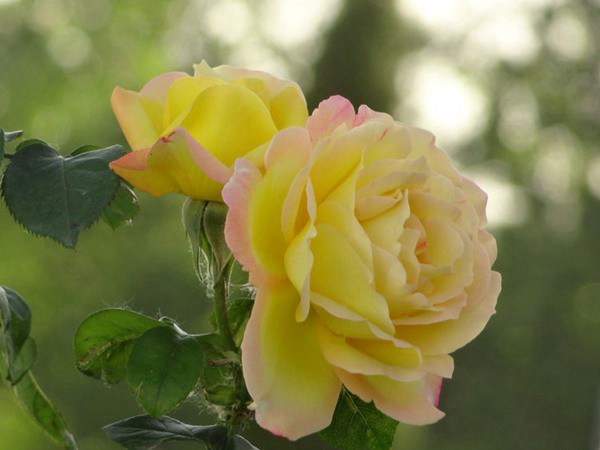 藤本黄和平 藤本黄和平(Yellow Peace)