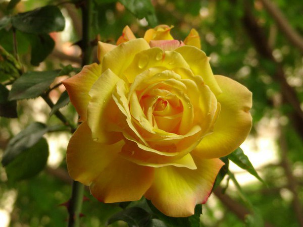 藤本黄和平 藤本黄和平(Yellow Peace)