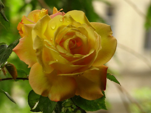 藤本黄和平 藤本黄和平(Yellow Peace)