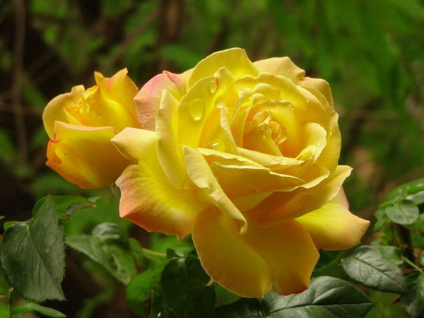藤本黄和平 藤本黄和平(Yellow Peace)