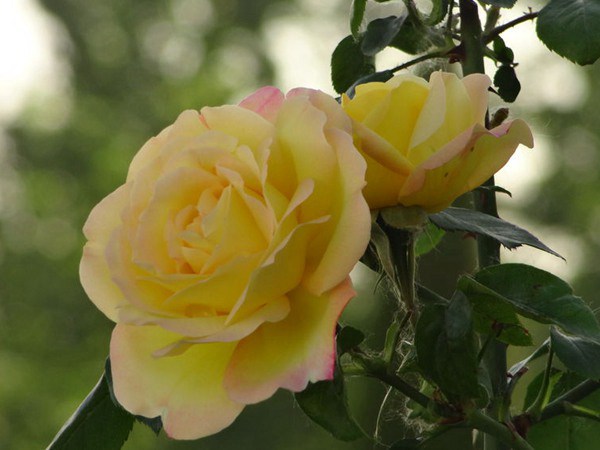 藤本黄和平 藤本黄和平(Yellow Peace)