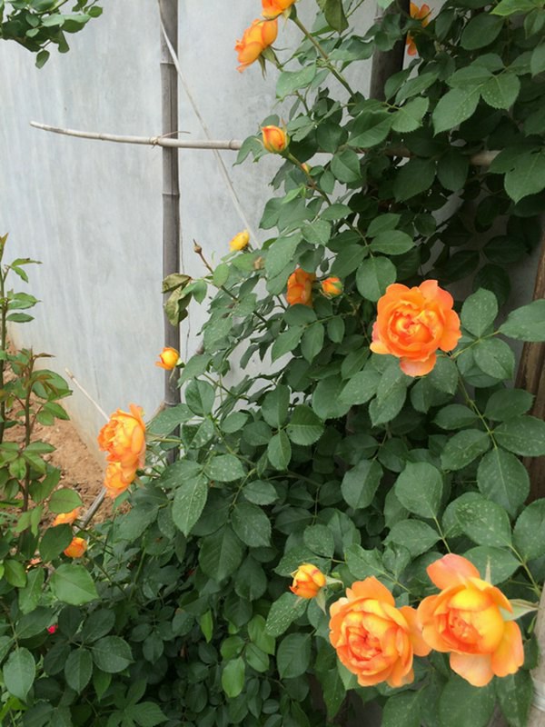 蜂蜜焦糖是藤本月季吗? 蜂蜜焦糖是藤本月季吗?