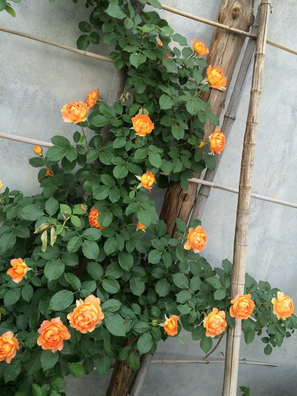 蜂蜜焦糖是藤本月季吗? 蜂蜜焦糖是藤本月季吗?
