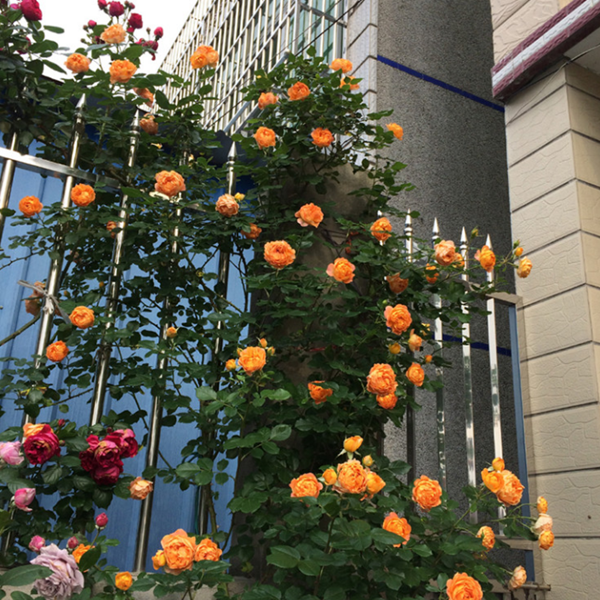 蜂蜜焦糖是藤本月季吗? 蜂蜜焦糖是藤本月季吗?