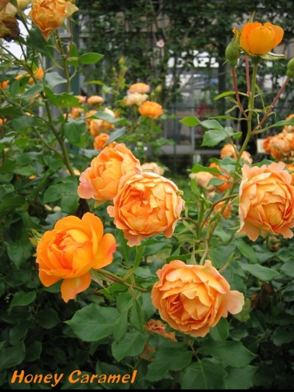 蜂蜜焦糖是藤本月季吗? 蜂蜜焦糖是藤本月季吗?