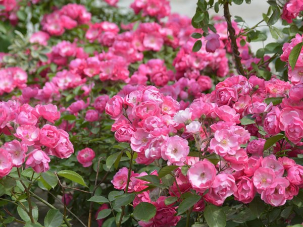 安吉拉花期,一年开几季花? 安吉拉花期,一年开几季花?