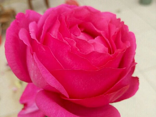 藤本伊芙伯爵 藤本伊芙伯爵