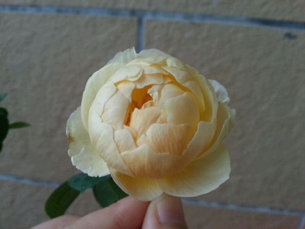 夏洛特 夏洛特