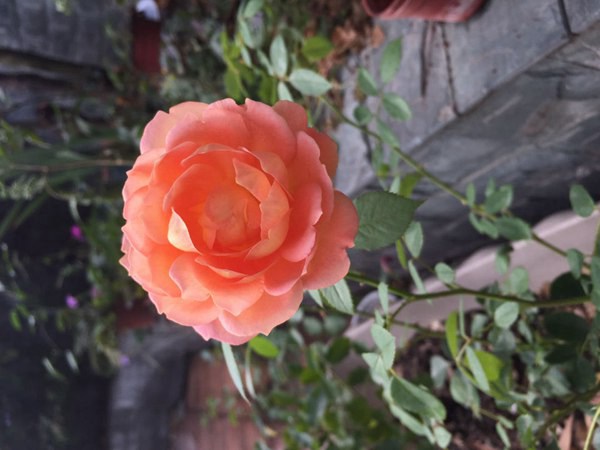 夏洛特夫人 夏洛特夫人